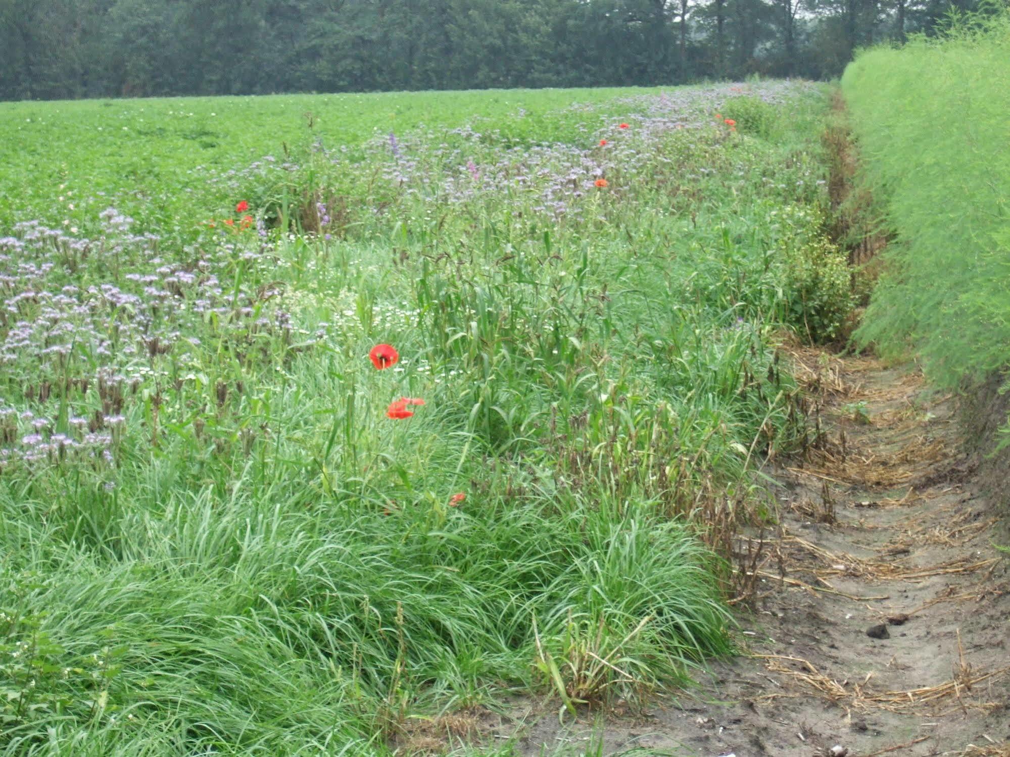 Erfgoed & Logies Den Heijkant Moergestel Exterior foto